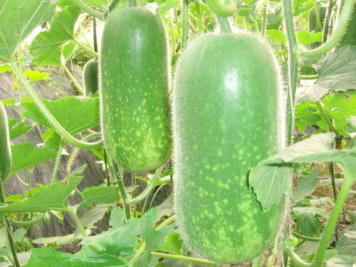 吃瓜清脆配音视频大全,盘点热门视频大全