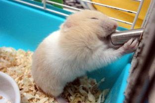 金丝熊有吃哈密瓜吗视频,金丝熊品尝哈密瓜美味瞬间